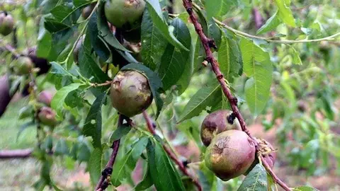 Nectarines destrossades per la pedregada en un camp de Bellpuig