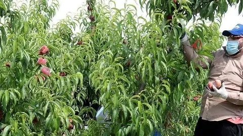 Un treballador temporer collint préssec en una finca del Segrià #Territoriscat