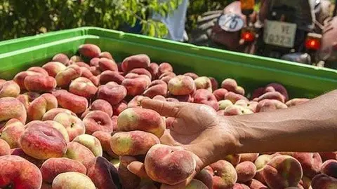 collita de fruita de pinyol