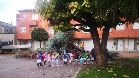 L'arbre que va malmetre l'aiguat del 23 d'octubre al Palau d'Anglesola