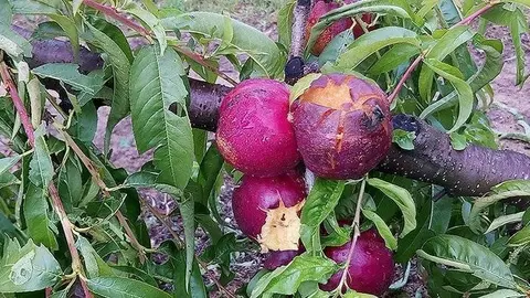 Nectarines d&#39;una finca d&#39;Alcarràs malmesa per la pedregada del 17 de juny