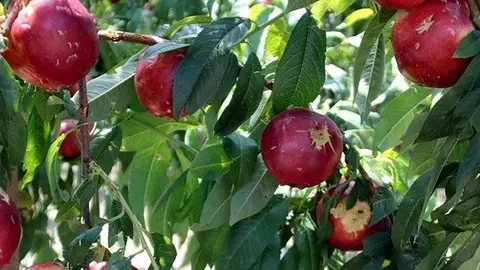 Nectarines afectades per la pedregada en una finca de Soses