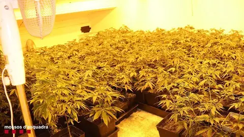 Plantes de marihuana  incautades pels Mossos d'Esquadra a Torregrossa