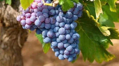 vinya1