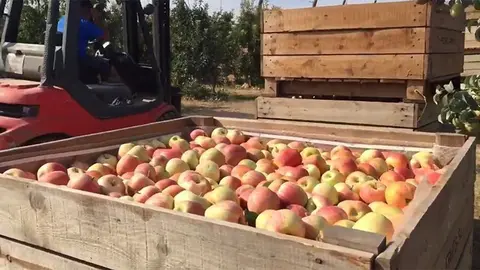Collita de la poma a Lleida 3