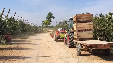 La campanya de fruita en una finca del Pla d'Urgell