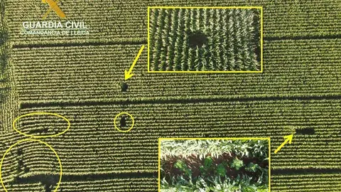 Imatge aèria de les plantes de marihuana entre el conreu a la Noguera