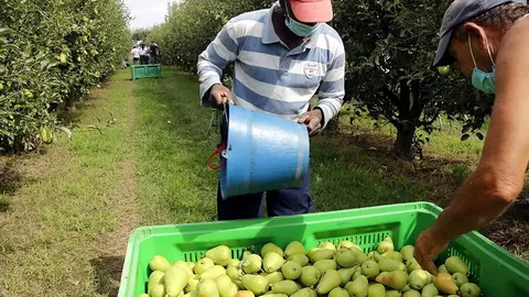 Un temporer i un pagès recollint fruita a Alcarràs, el 13 de juliol de 2020. @ACN