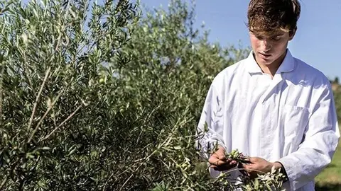 Young farmer man with white coat examining an olive production
