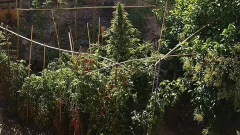 La plantació de marihuana localitzada en un immoble de les Borges Blanques