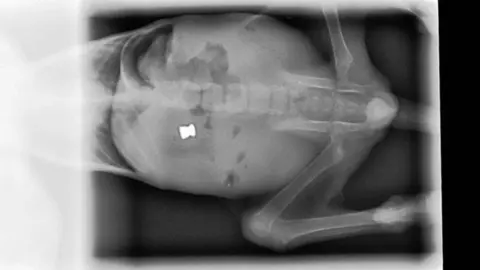 Radiografia en la qual es veu el balí en la columna del gat