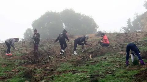 Participants en la plantada d'arbres a la Seu Vella
