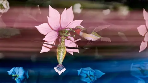 Una peça de Mat Collishaw. The End of Innocence