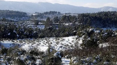 Camp d'oliveres amb arbres amb rames trencades pel pes de la neu, a Vinaixa @ACN
