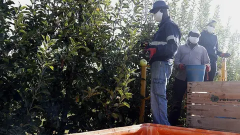 Temporers en una màquina de collir fruita en una finca de Penelles