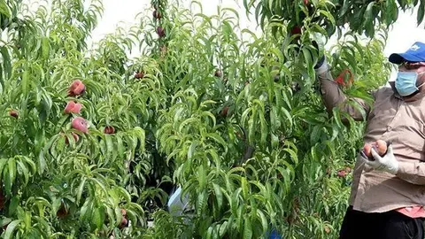 Temporer collint préssec pla en una finca agrària de Torres de Segre @ACN