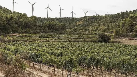 DO Costers del Segre en contra de la massificació d'eòliqua @BlueCollectors