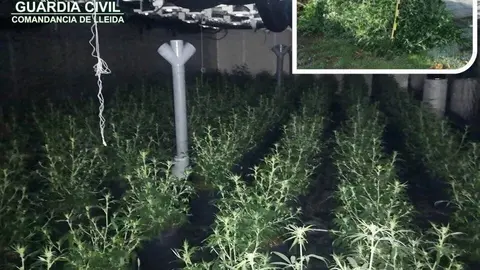 Marihuana Almenar (1) (1)