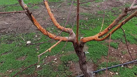 Els arbres rosegats per la plaga de conills