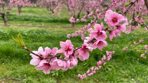 Imatge flors 2021 (1)