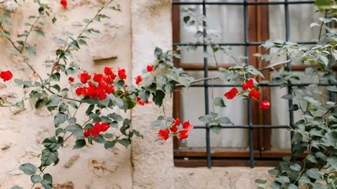 flors rural finestra camp - pexels