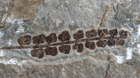 foto_3773705-portada