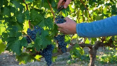 Vinya ecològica, un dels cultius amb creixements més alts a Catalunya