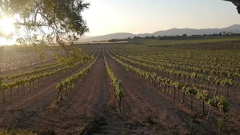 Imatge de conreu de raïm ©JARC