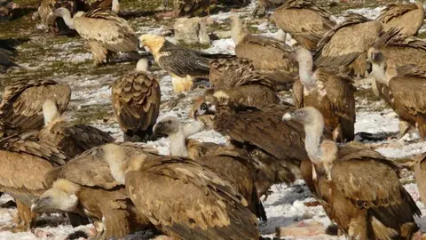 Voltors - Foto: Antoni Margalida - UdL