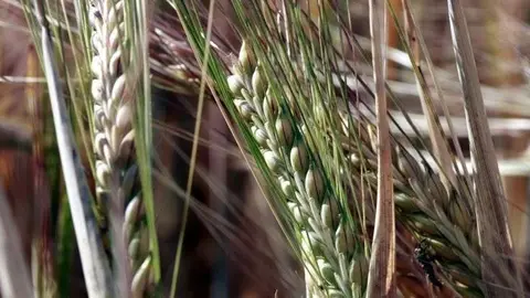 Pla detall d'una espiga de blat en una finca a Gimenells. Fotografia: ACN.