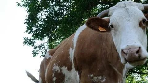 La UdL, a la xarxa estatal de benestar animal