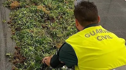 Agents de la Guárdia Civil amb la drogra localitzada @OPC