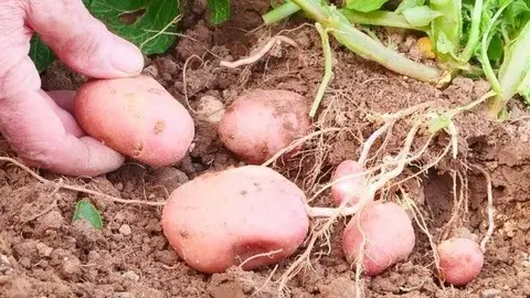 'Collita i camp d'aprenentatge de les patates', nova activitat de la Granja Pifarré.