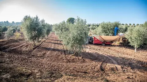 Les finques d'oliveres del Molí Alcanó