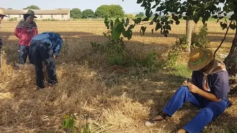 Les Festes del Segar i del Batre, trobades estrella de la Fuliola.