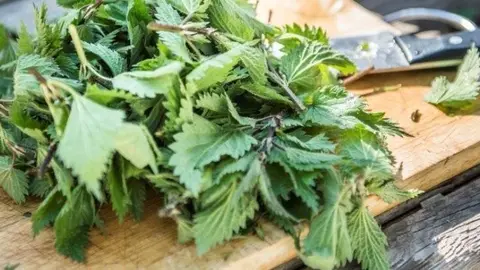 L'ortiga, una de les plantes silvestres comestibles.