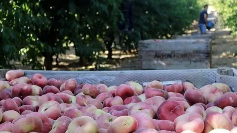 Camp agrari d'Aitona amb una caixa plena de préssecs paraguaios