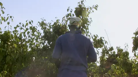 L'agricultura és dels sectors on hi ha mes explotació laboral / Imatge: Fotograma de 'El cost de la fruita' de Clara Barbal i Pablo Rogero