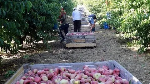 Campanya de recollida de frfuita de pinyol al Segrià @Territoriscat