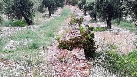 Pla obert d'una finca d'olivera de Bovera, a les Garrigues, amb la pedra caiguda al terra, el 31 de juliol del 2021. (Horitzontal)