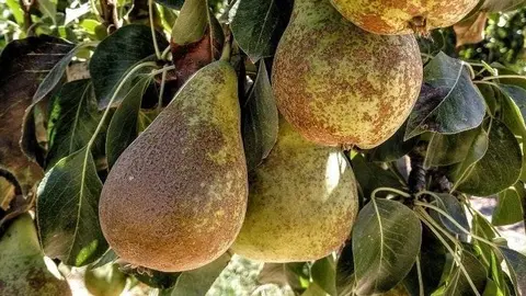 Collita de peres Conference.