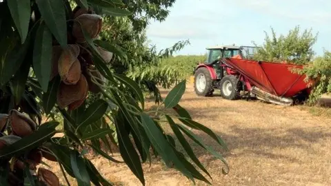 Inici de la collita d'ametlles de la varietat Vayro a Aspa.