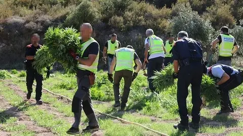 Agents dels Mossos  desmantellant una plantació de marihuana  a Castelldans @Mossos