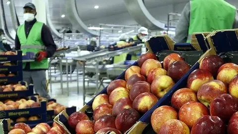 Nactrines en una central fructícola d'Albatàrrec @OriolBosch