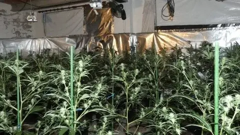 Cultiu de marihuana a Fonolleres