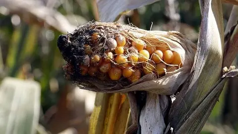 Panís afectat per l'escarabat Diabrotica en una finca de Vila-sana ©OriolBosch