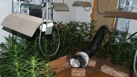 Els Mossos d'Esquadra troben 272 plantes en un pis de Mollerussa ©Mossos