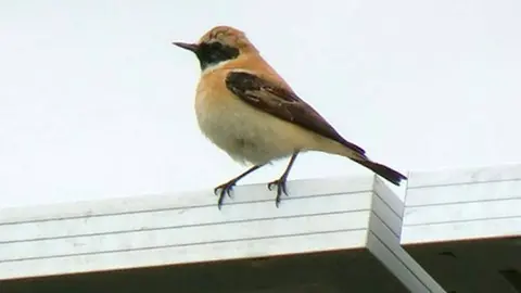 Portada Ave Totana-Endesa-Territoris