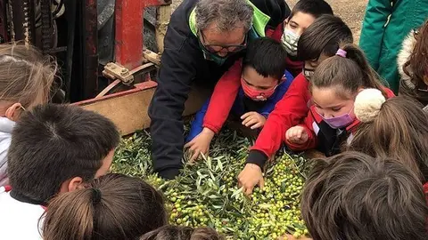 La quitxalla tria les olives a la criba ©AjBorges