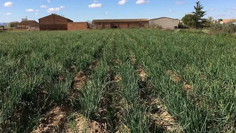 Les finques de calçots de Rebost de Ponent ©Territoriscat